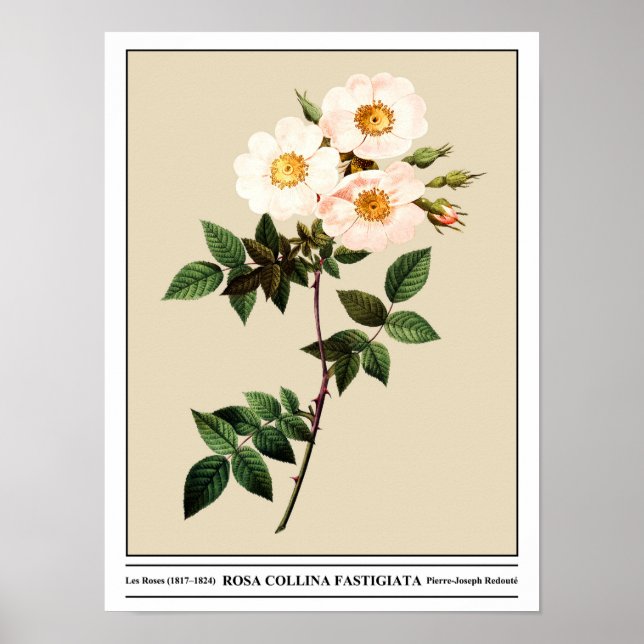 Póster Rosa Collina Fastigiata Beige (Frente)