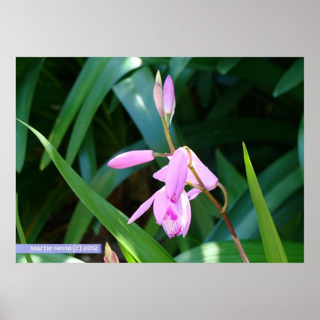 Póster Rosa contra el verde (Frente)