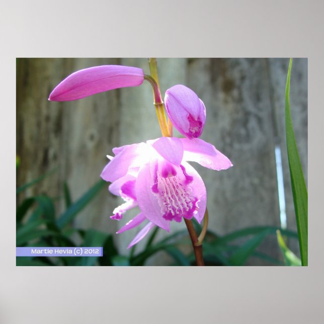 Póster Rosa contra la cerca (Frente)