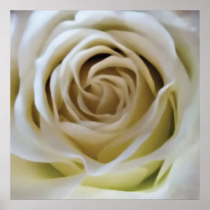 Póster Rosa crema blanca, detalles románticos de flores v