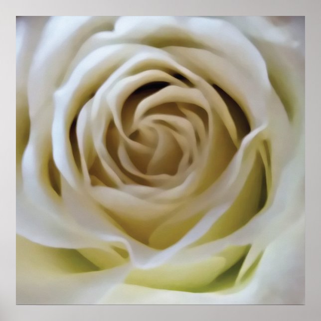 Póster Rosa crema blanca, detalles románticos de flores v (Frente)