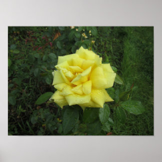 Póster Rosa cubista