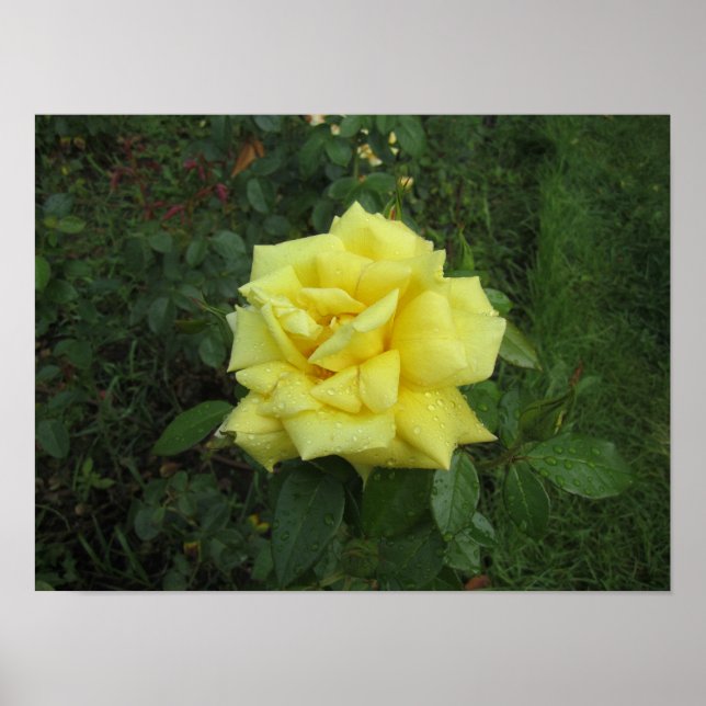 Póster Rosa cubista (Frente)