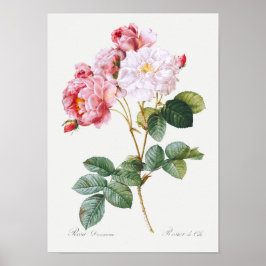 Póster Rosa Damascena