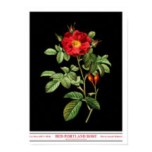 Rosa Damascena Coccinea Poster Negro