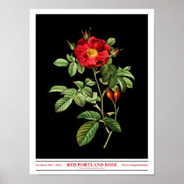 Póster Rosa Damascena Coccinea Poster Negro