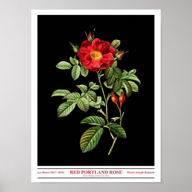 Póster Rosa Damascena Coccinea Poster Negro (Frente)