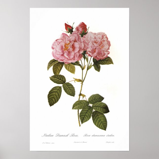 Póster Rosa damascena italica (Frente)