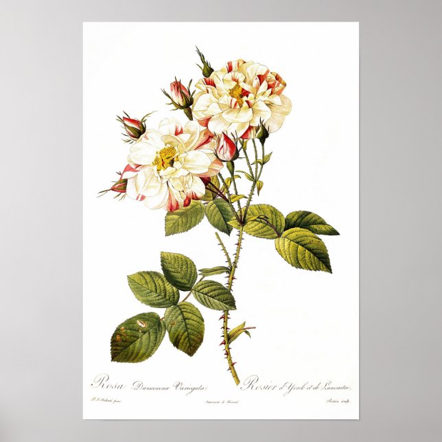 Póster Rosa damascena variegata (Frente)