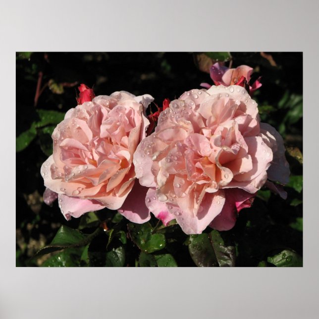 Póster Rosa de arbustos de tambores distantes 142 (Frente)