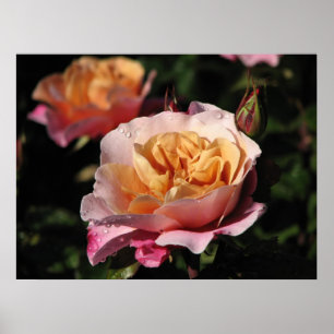 Póster Rosa de arbustos de tambores distantes 143