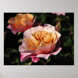 Póster Rosa de arbustos de tambores distantes 143