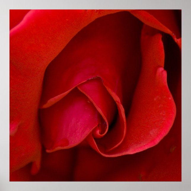 Póster Rosa De Argyle (Frente)