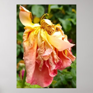 Póster Rosa de Ball Gown Muerto, naranja amarillo