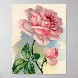 Póster Rosa de belleza Rosa 8.5x11 Poster sin marco