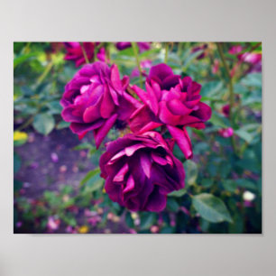 Póster Rosa de Borgoña Iceberg #3 Poster