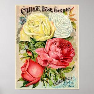 Póster Rosa de cabaña Anuncio de Drobisch