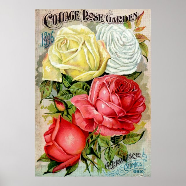 Póster Rosa de cabaña Anuncio de Jardín (Frente)