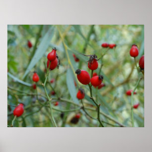 Póster Rosa de cadera Autumn Phto Poster