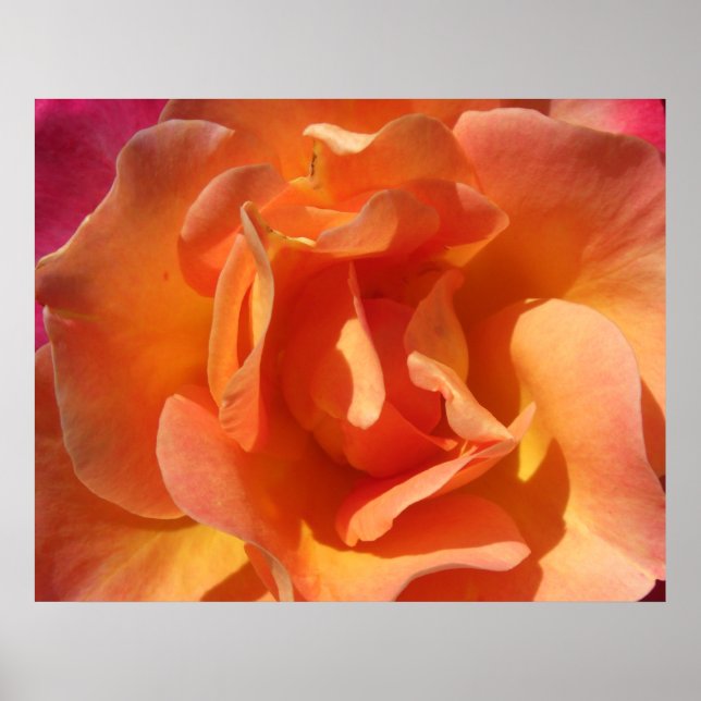 Póster Rosa de cierre (Frente)