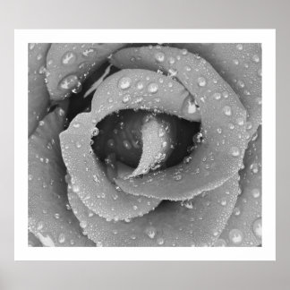 Póster Rosa De Clausura Blanco Y Negro Con La Mañana Debi