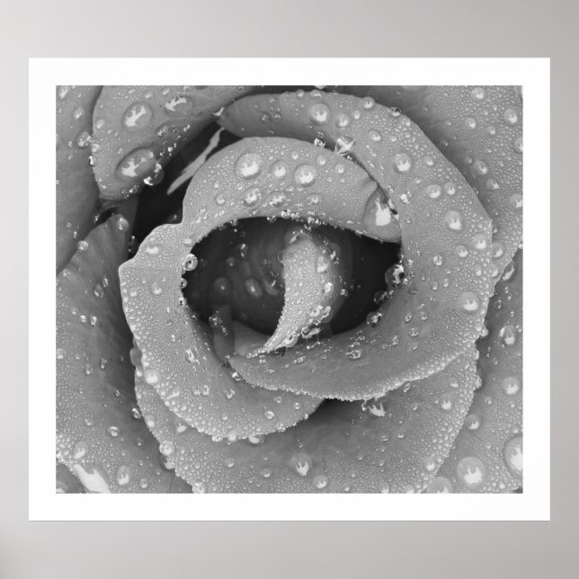 Póster Rosa De Clausura Blanco Y Negro Con La Mañana Debi (Frente)