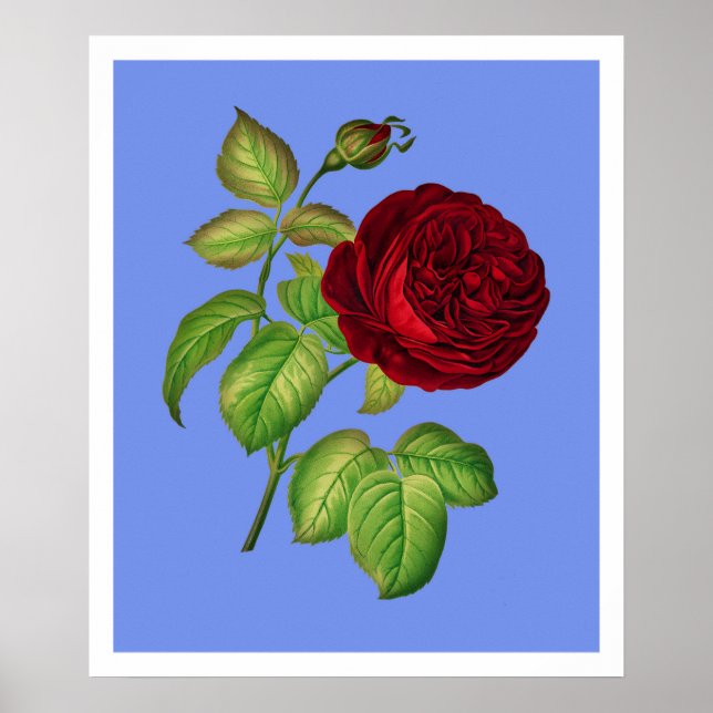 Póster Rosa de col (Frente)