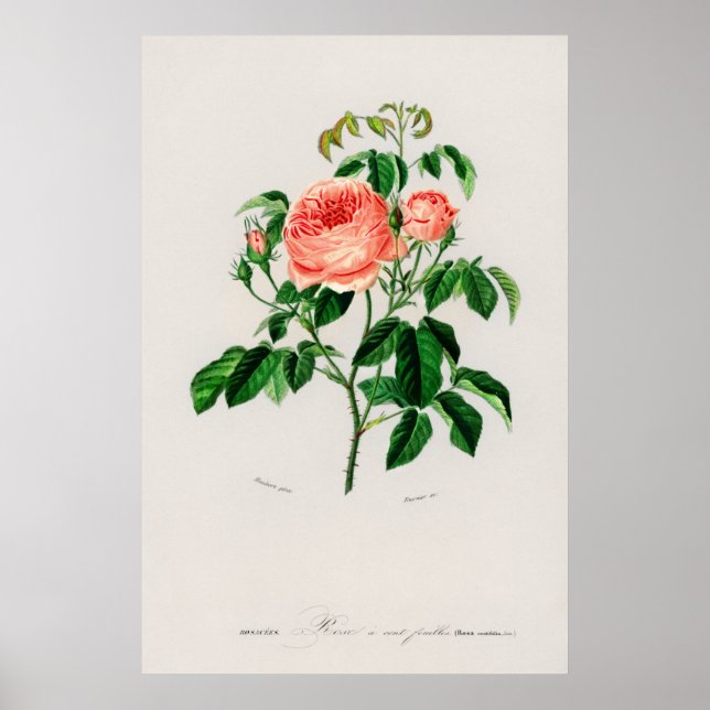 Póster Rosa de col (Rosa Centifilia) (Frente)