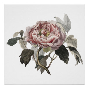 Póster Rosa de col rosa dibujada a mano
