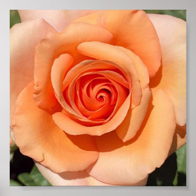 Póster Rosa de color (Frente)