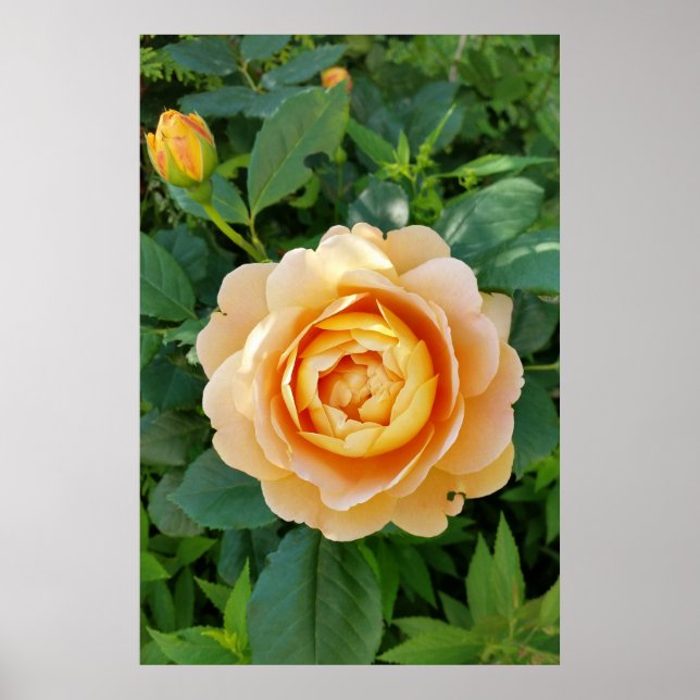 Póster Rosa de colores dorados (Frente)