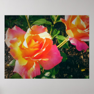 Póster Rosa DE COLORES MÚLTIPLES