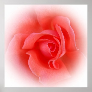 Póster rosa de coral rosa