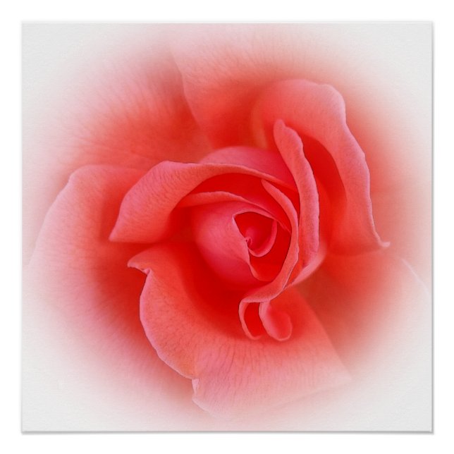Póster rosa de coral rosa (Anverso)