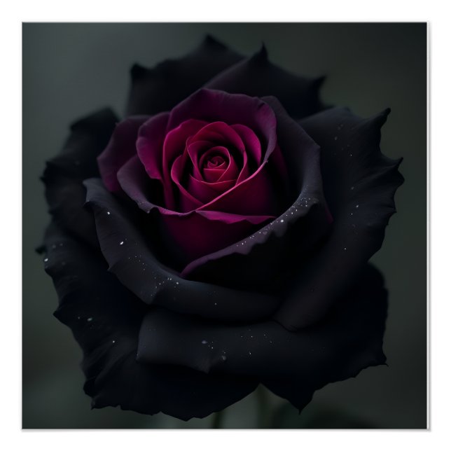 Póster Rosa de Corazón Negro  (Anverso)