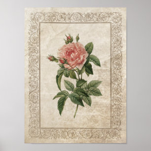 Póster Rosa de cosecha I Botánico