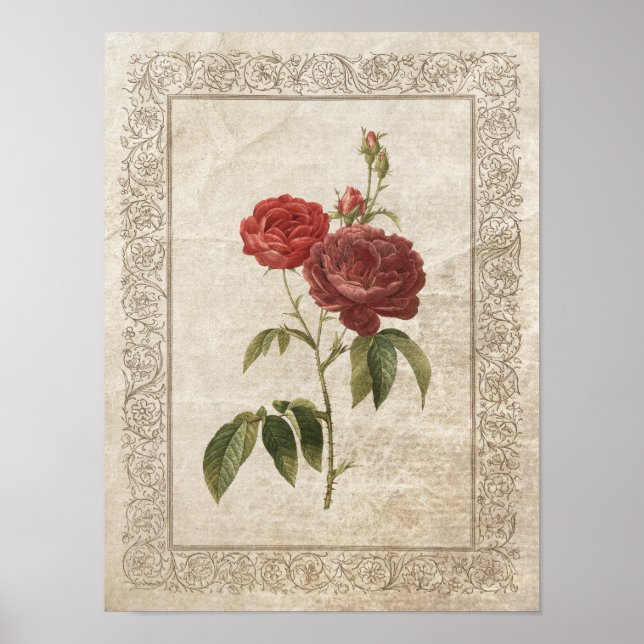 Póster Rosa de cosecha II (Frente)