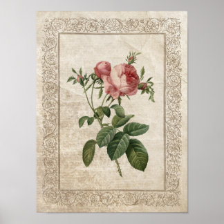 Póster Rosa de cosecha III Botánico