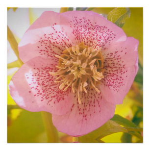 Póster Rosa de Cuaresma. Helleborus