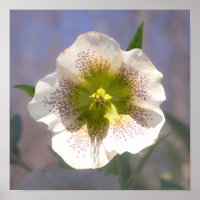 Rosa de Cuaresma. Helleborus