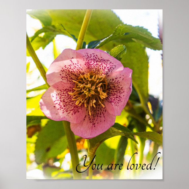 Póster Rosa de Cuaresma. Helleborus. ¡Eres amado! (Frente)