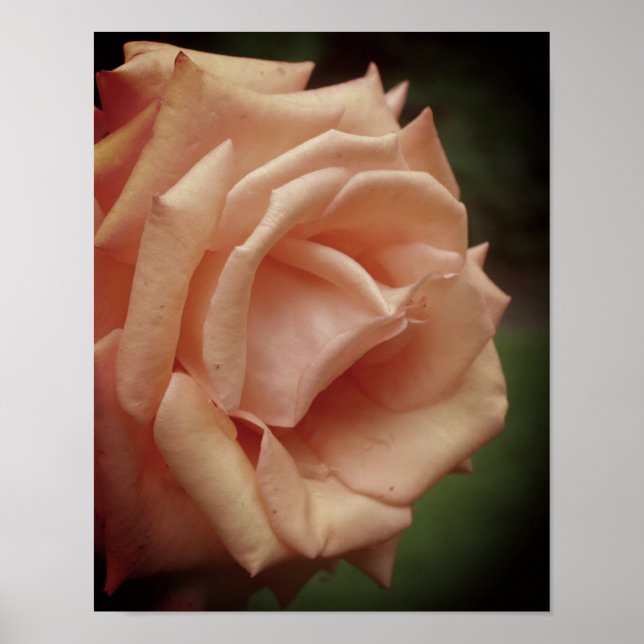 Póster Rosa de Cuchara de Blooming (Frente)