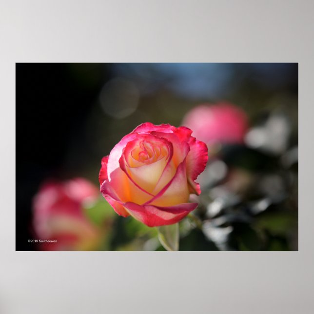 Póster Rosa de doble luz (Frente)
