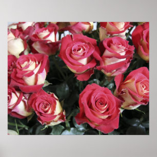 Póster Rosa de dulzura en Hacienda Compania