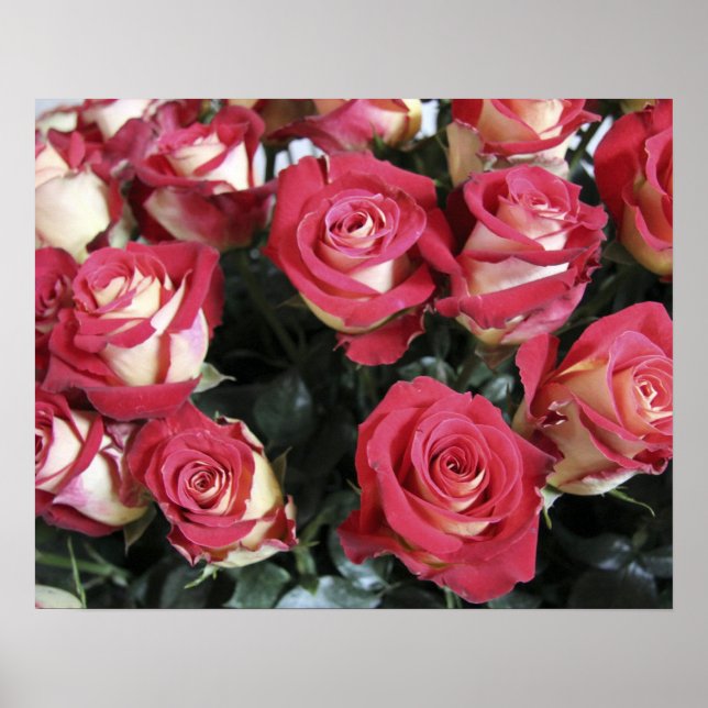 Póster Rosa de dulzura en Hacienda Compania (Frente)