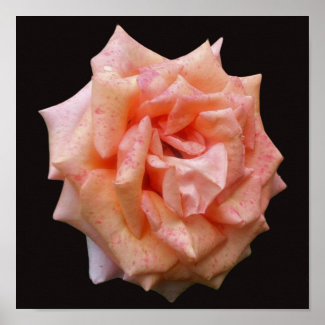 Póster Rosa De Engranaje En Bloom (Frente)