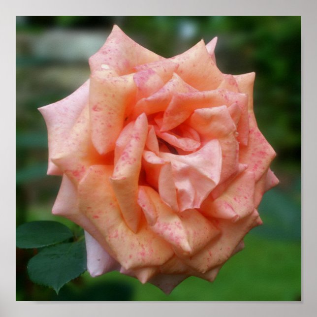 Póster Rosa De Engranaje En Bloom (Frente)