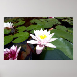 Póster Rosa de estanque blanco