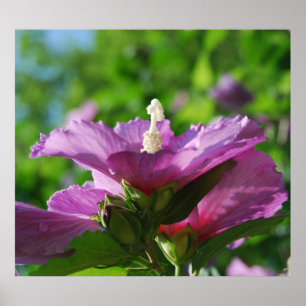 Póster Rosa de flores de Sharon
