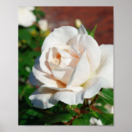 Póster Rosa de fondo beige